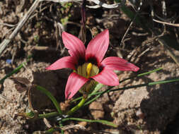 Image of Romulea eximia M. P. de Vos