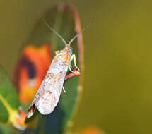 Image of Tortricodes