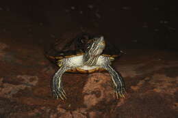 Image of yellow-bellied slider