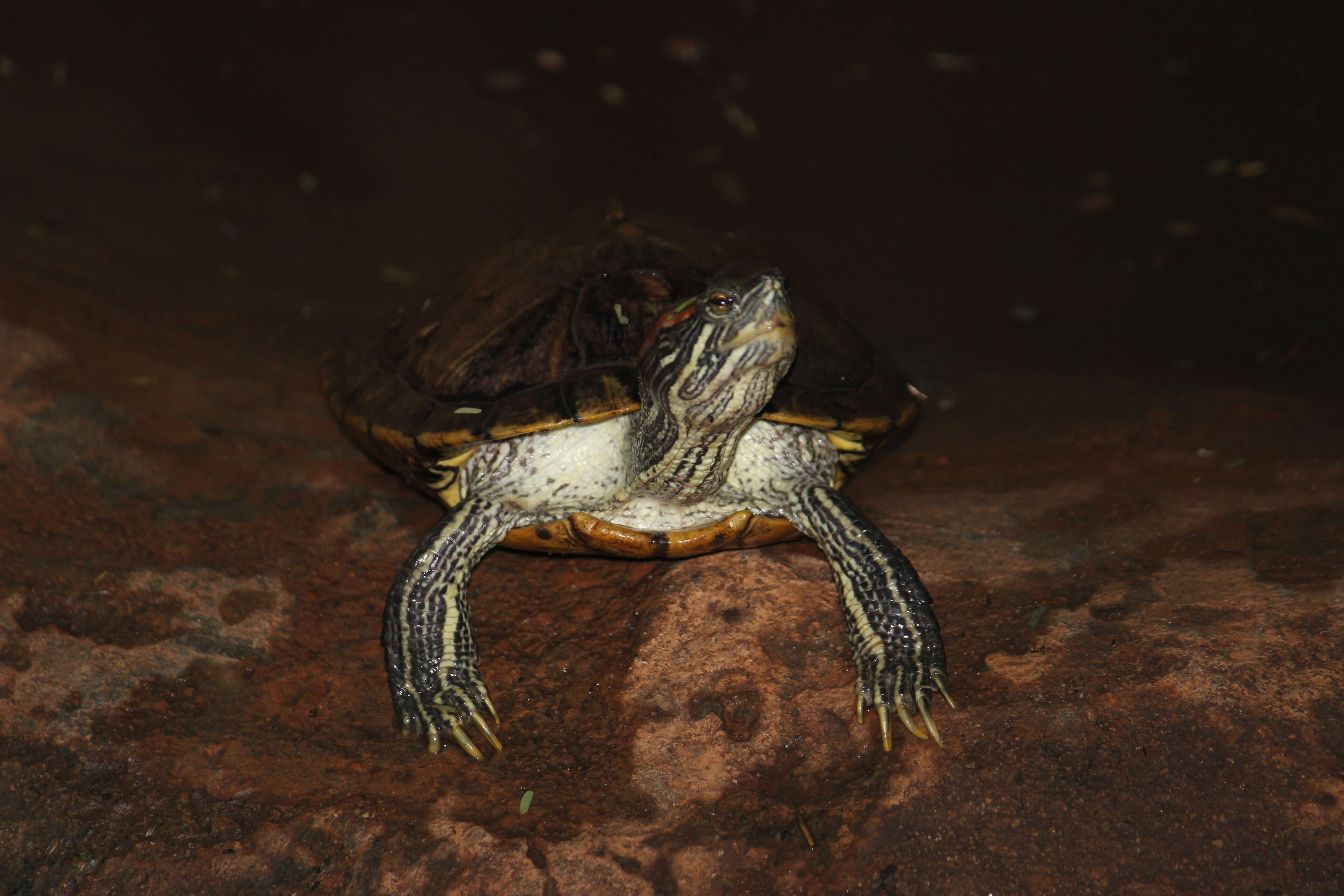 Image of yellow-bellied slider