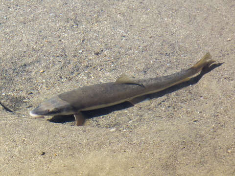 Image of Jasper Longnose Sucker