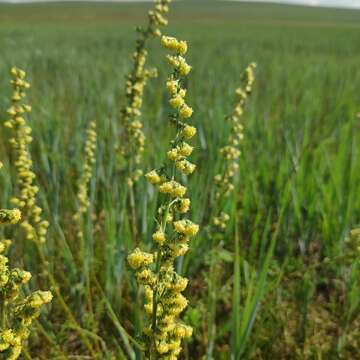 Image of Siberian wormwood