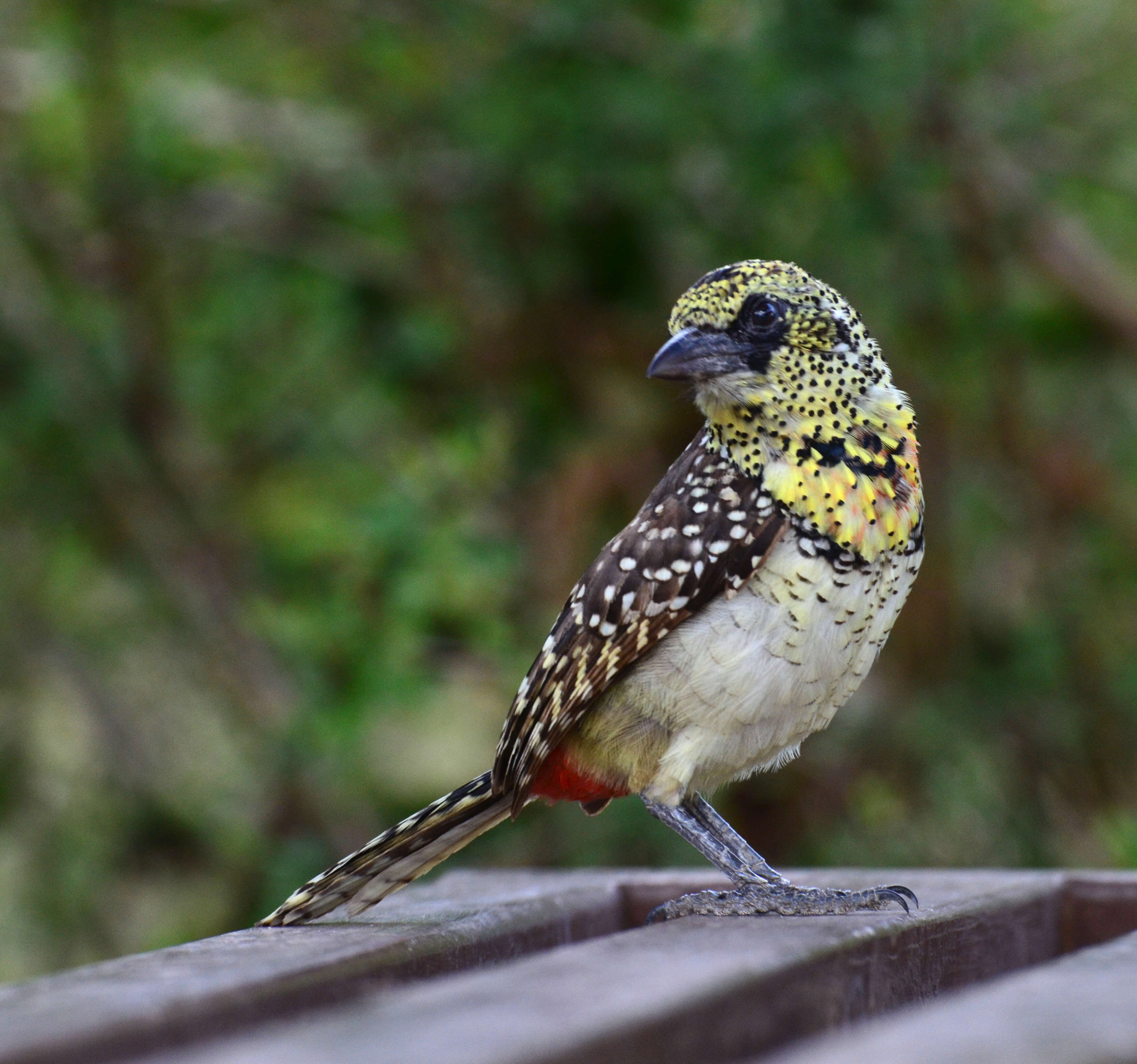 Image of D'Arnaud's Barbet