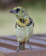 Image of D'Arnaud's Barbet