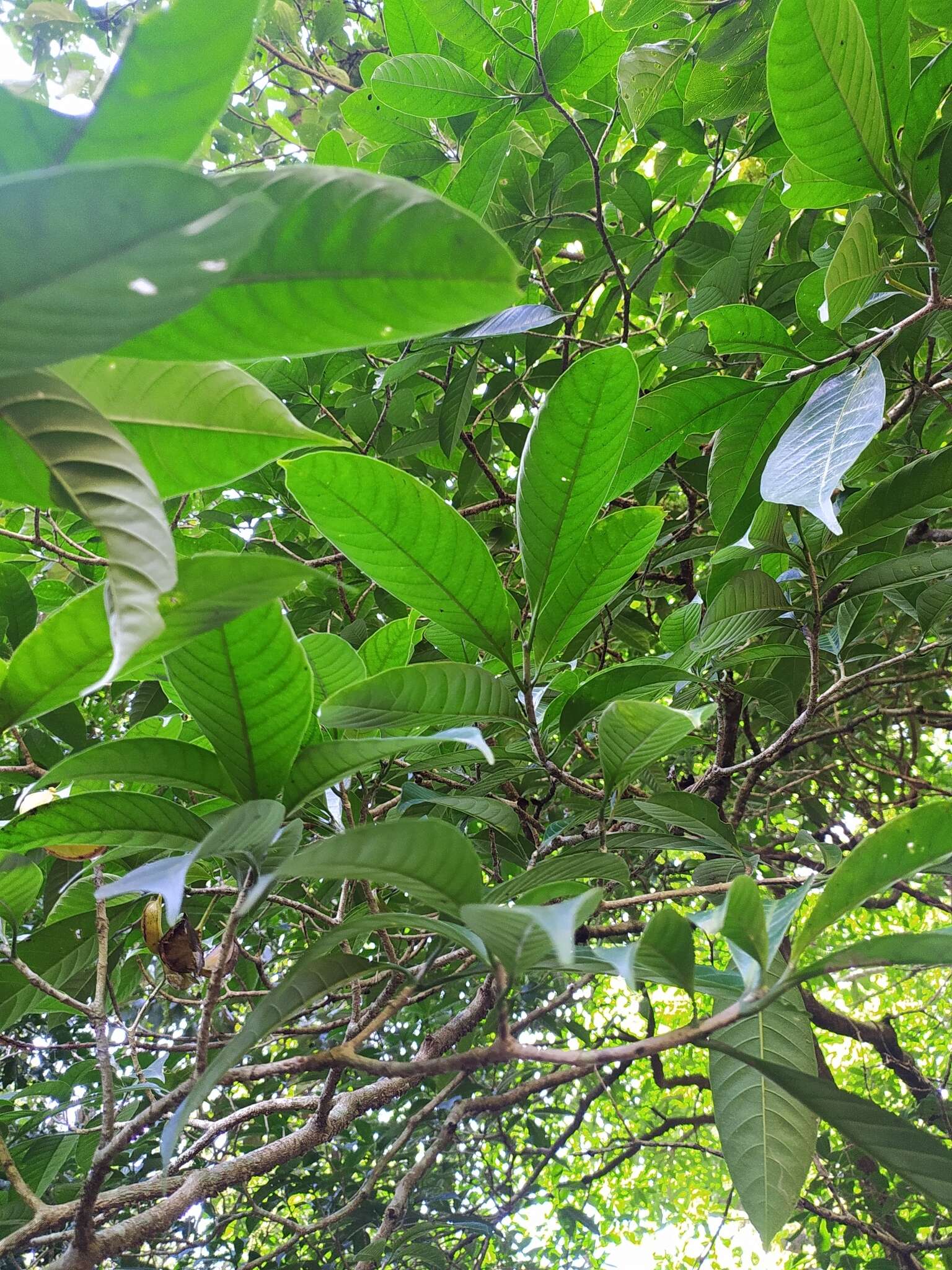 Image of Tabernaemontana alternifolia L.