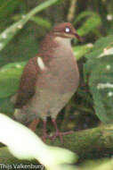 Image of Ruddy Quail-Dove