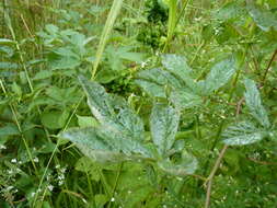 Image of Powdery mildew