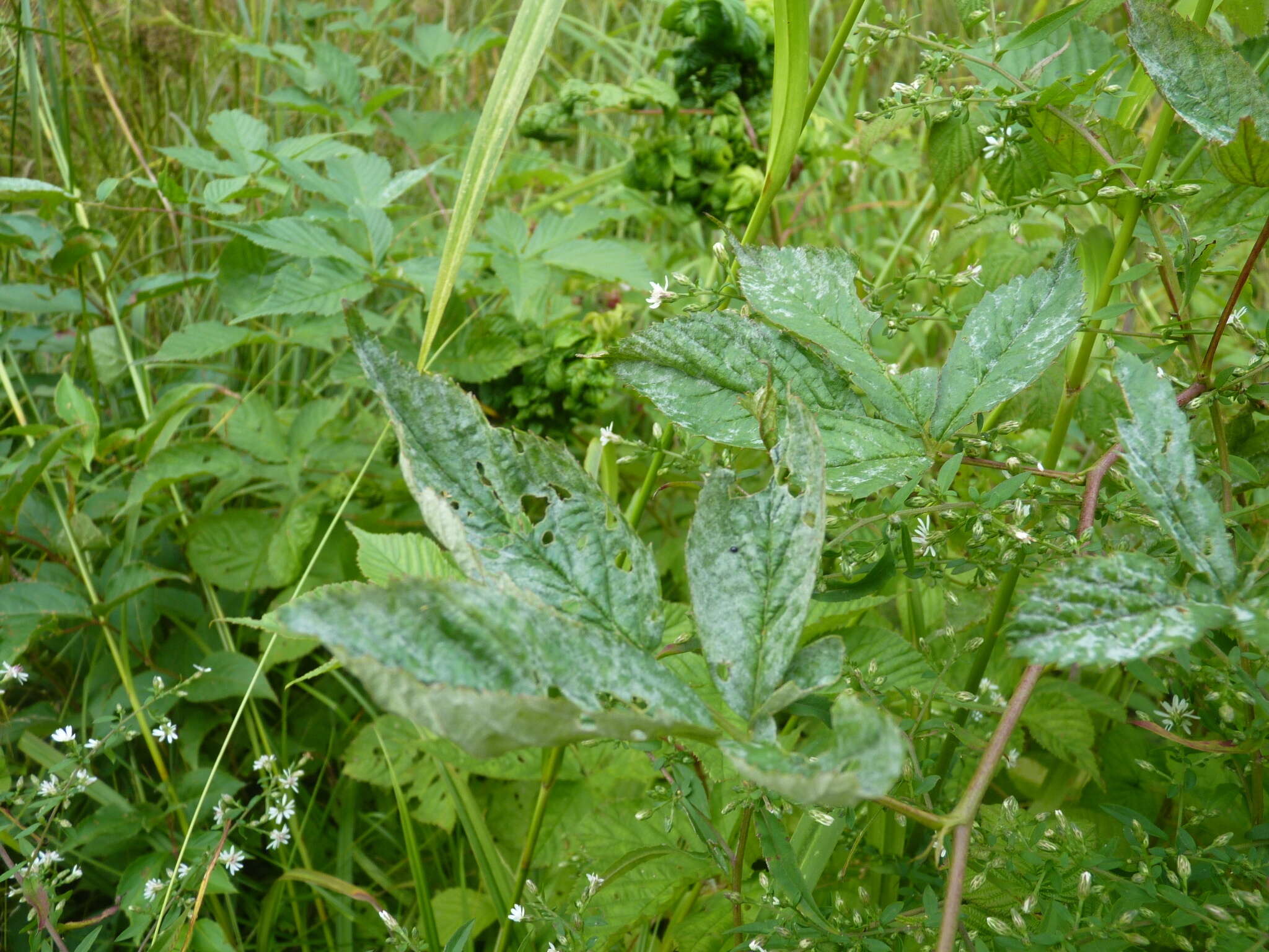 Image of Powdery mildew