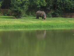 Image of Indian Rhinoceros