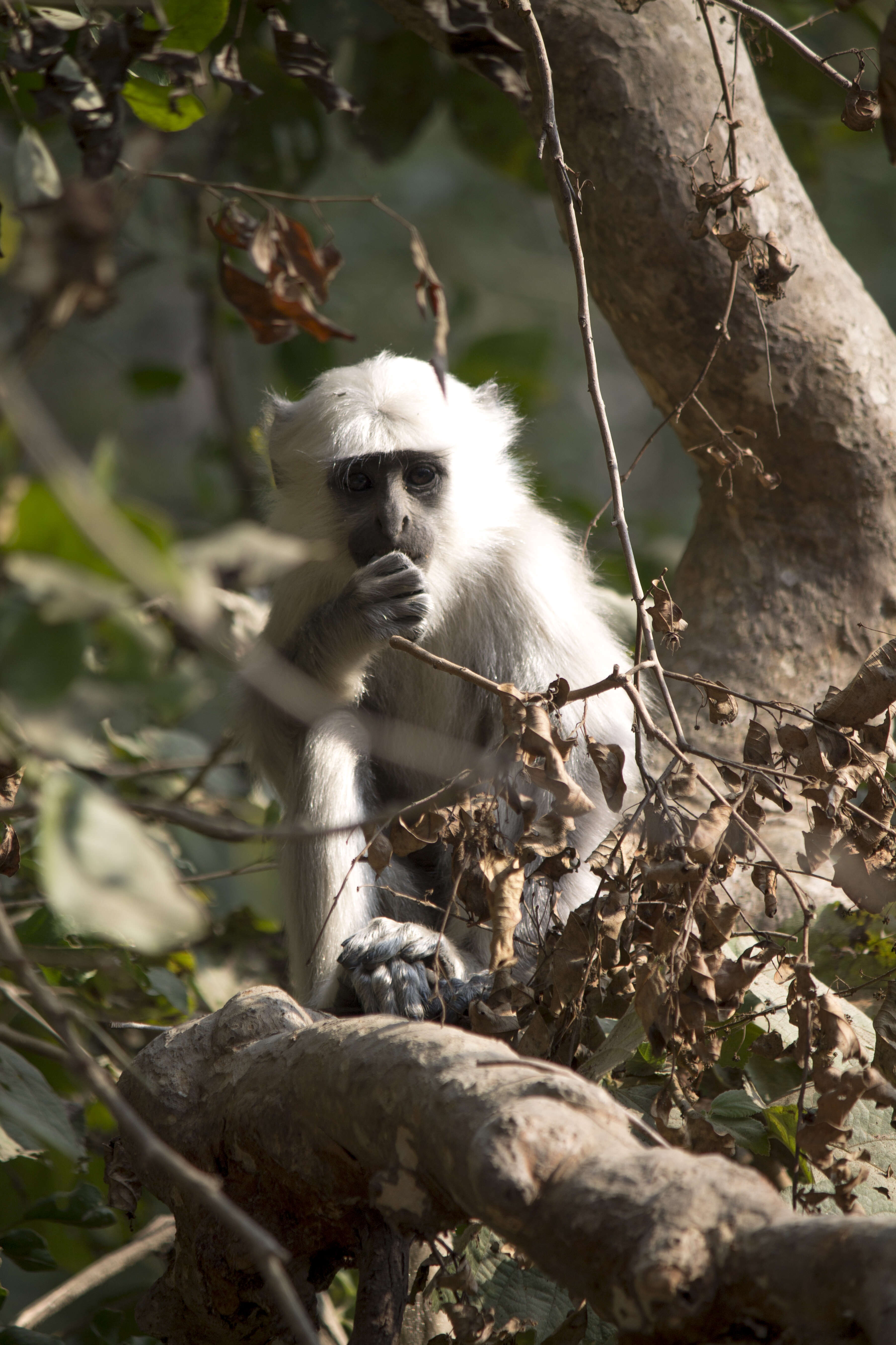 Semnopithecus hector (Pocock 1928) resmi