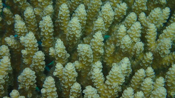 Image of Staghorn coral