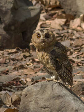 Image of Indian Scops Owl