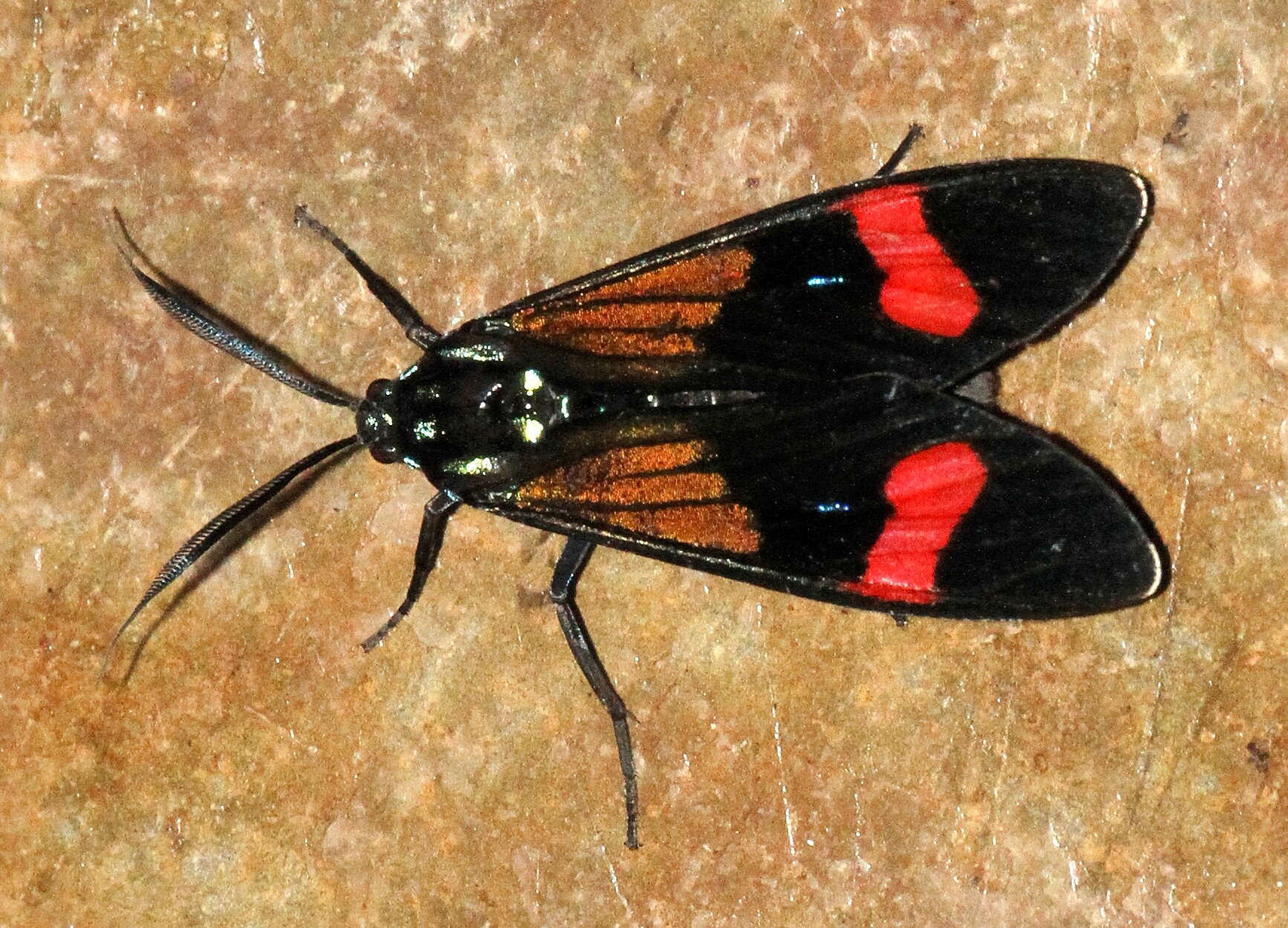 Image of Belemnia inaurata Sulzer 1776