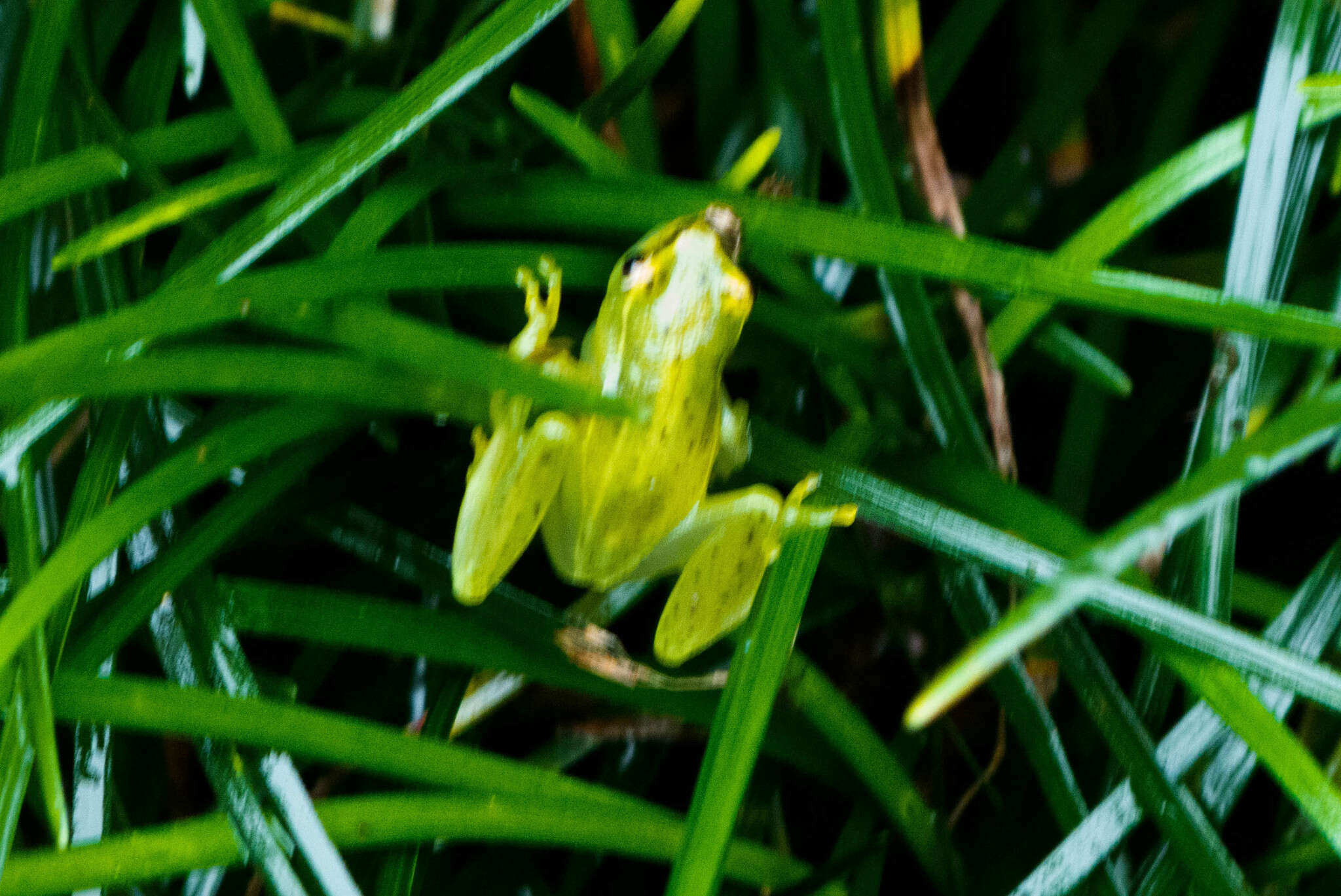 Image of Water Lily Frog