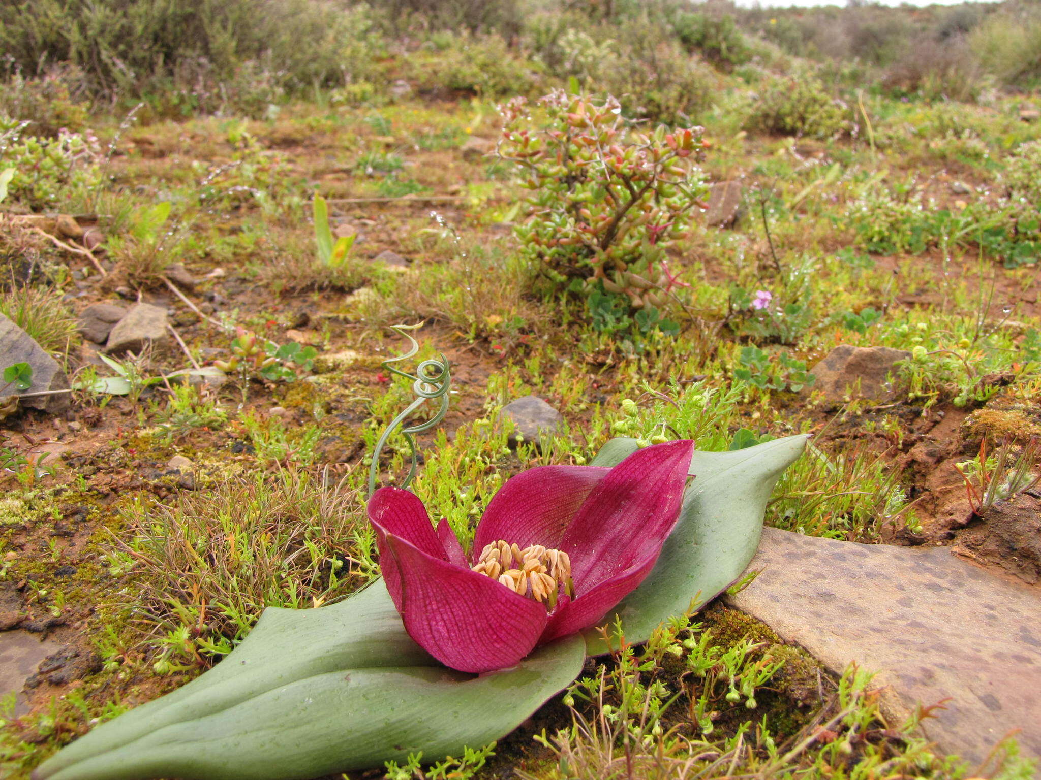 Image of Androcymbium burchellii subsp. pulchrum (Schltr. & K. Krause) Pedrola, Membrives, J. M. Monts. & Caujapé