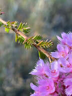 Image of Verticordia pennigera Endl.