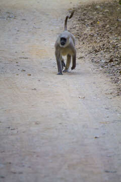 Image of Gray Langur