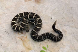 Crotalus cerberus (Coues ex Wheeler 1875)的圖片