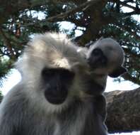 Image of Central Himalayan Langur