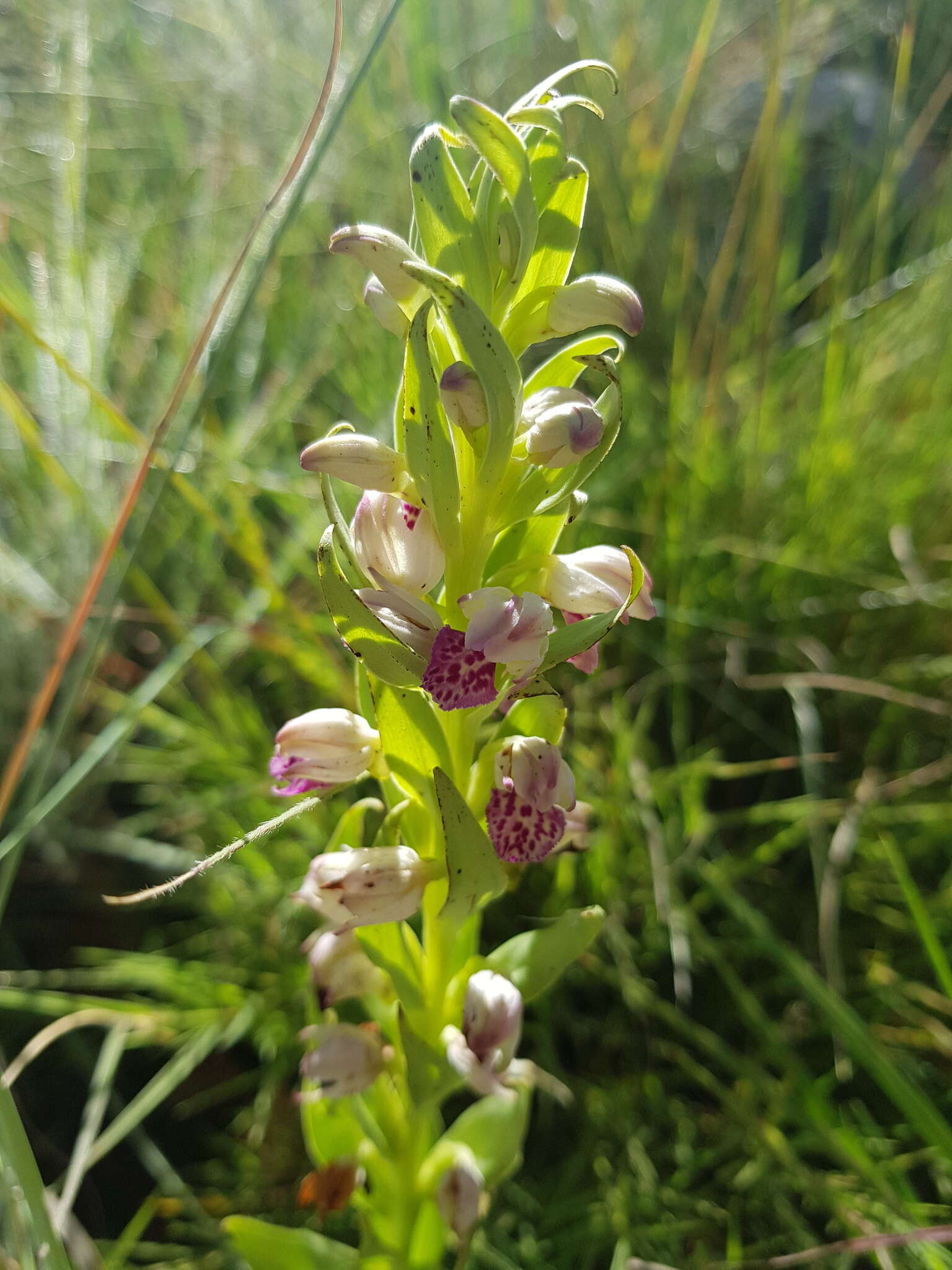 Image de Brachycorythis conica subsp. transvaalensis Summerh.