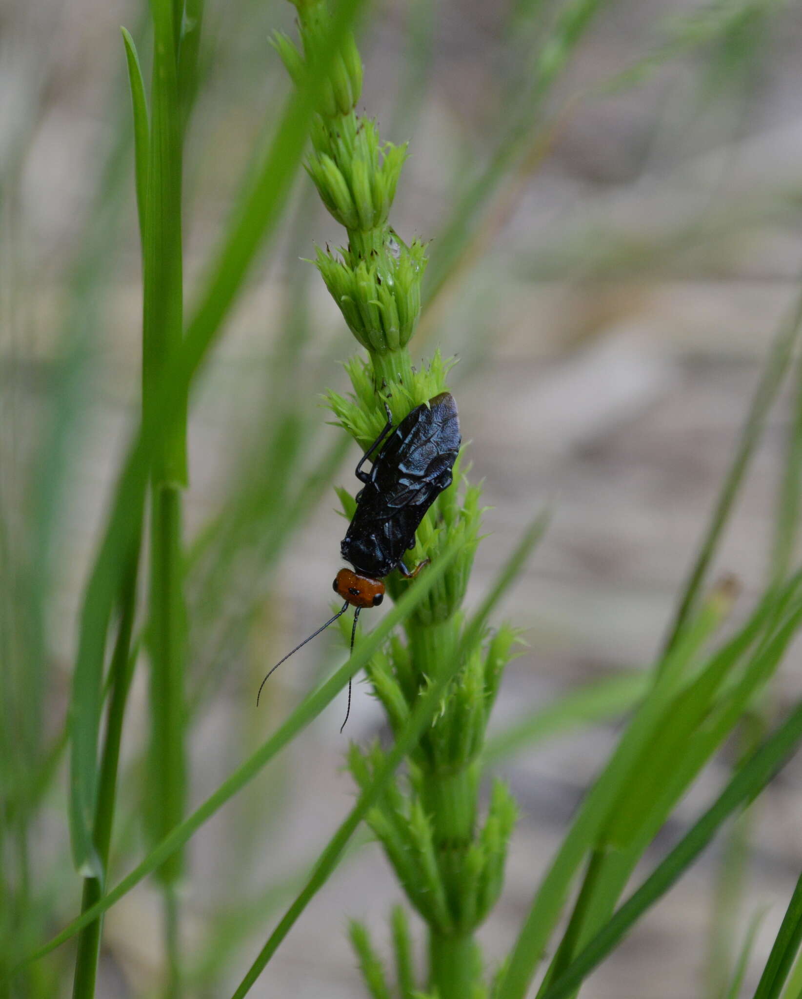 Image of Pine false webworm