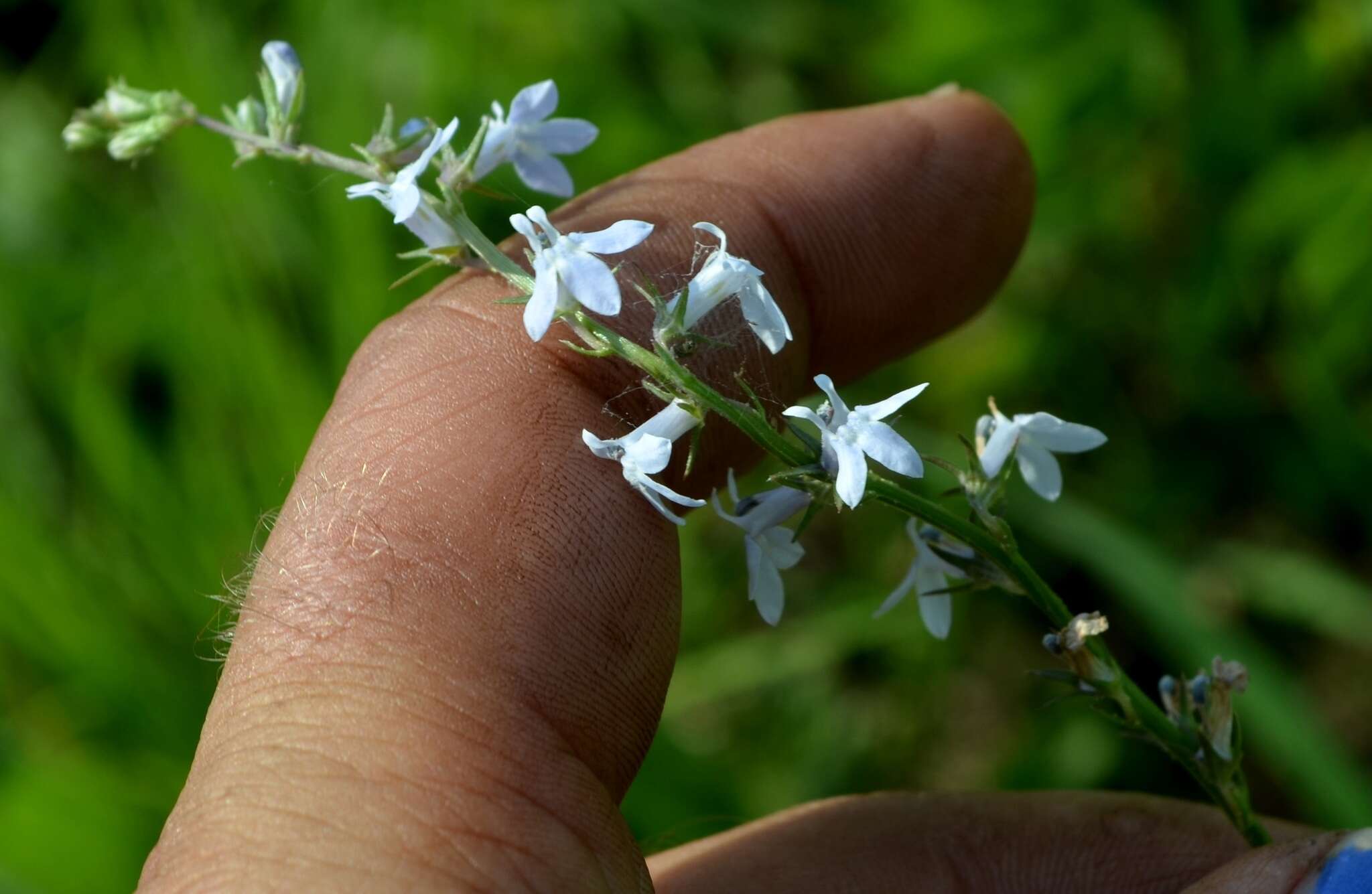 Image of Lobelia spicata Lam.