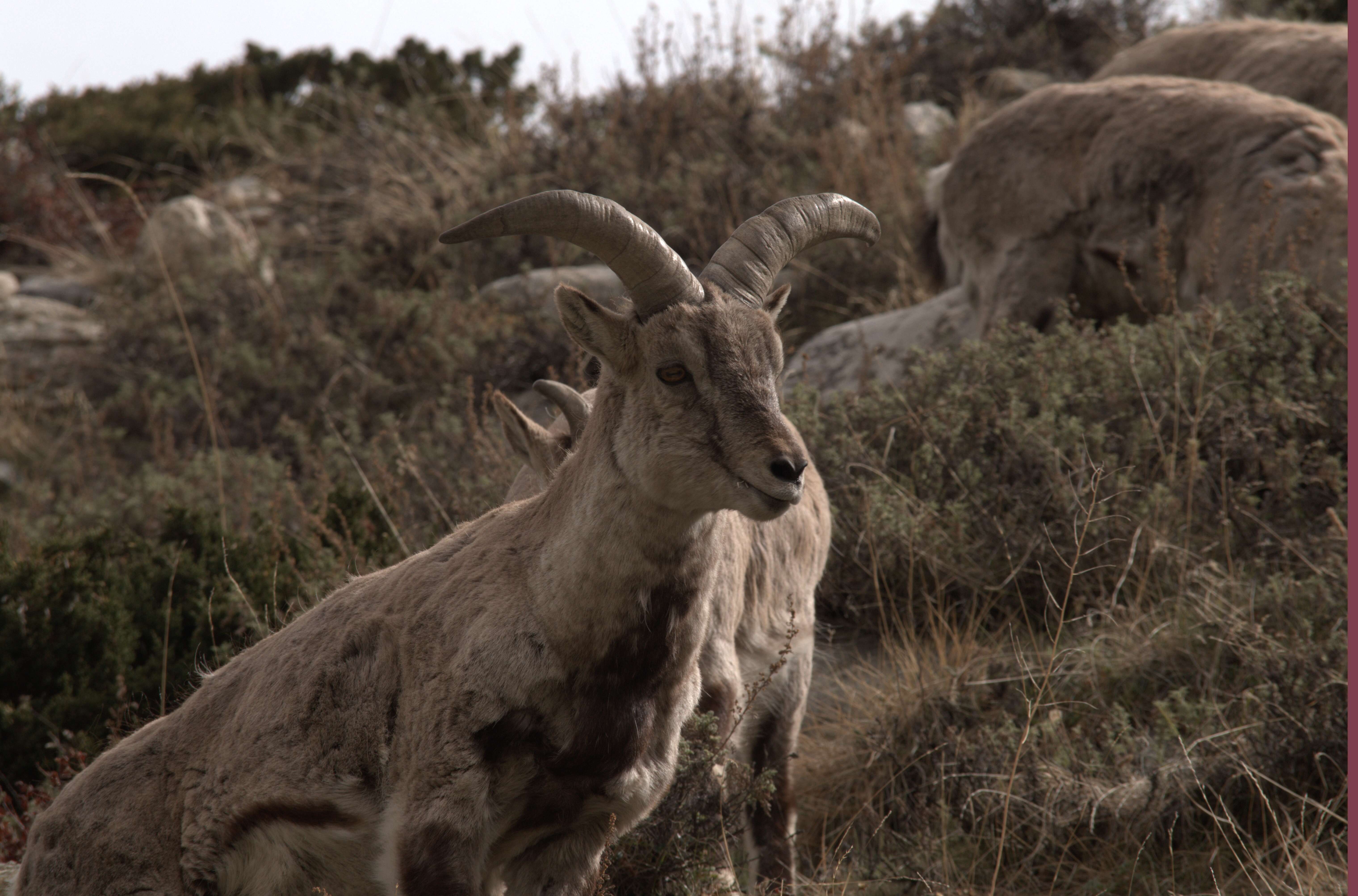 Image of Bharal