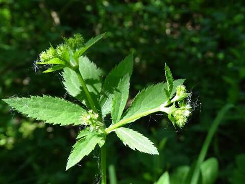 Image of Sanicula canadensis var. canadensis