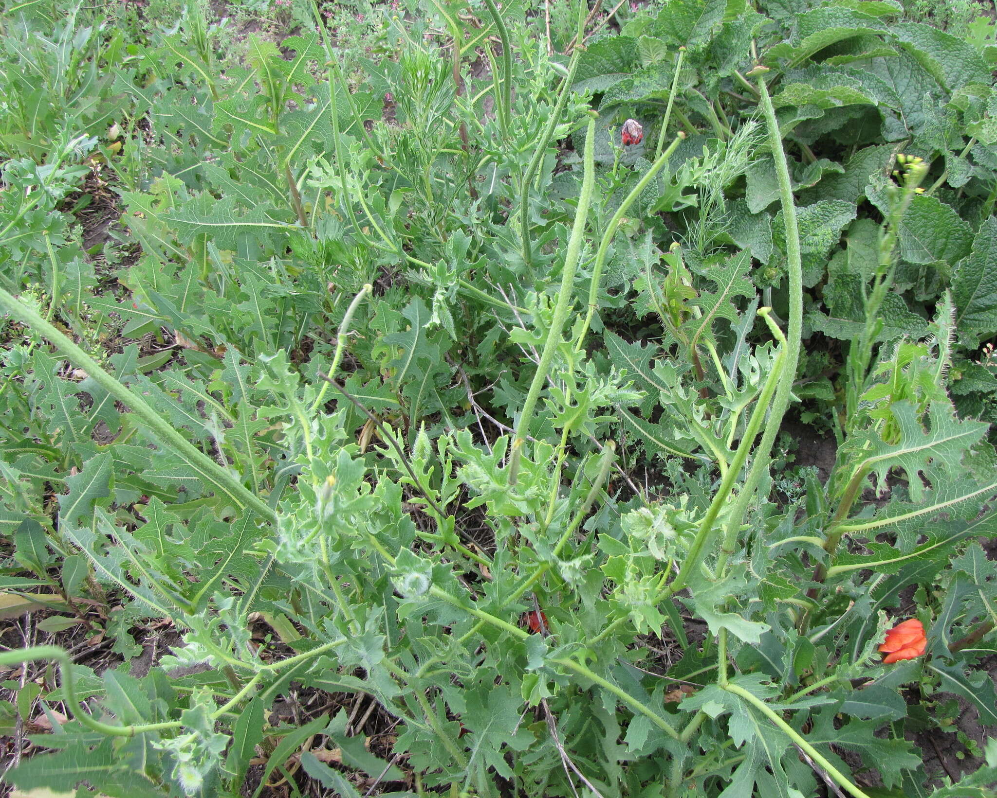 Image of blackspot hornpoppy