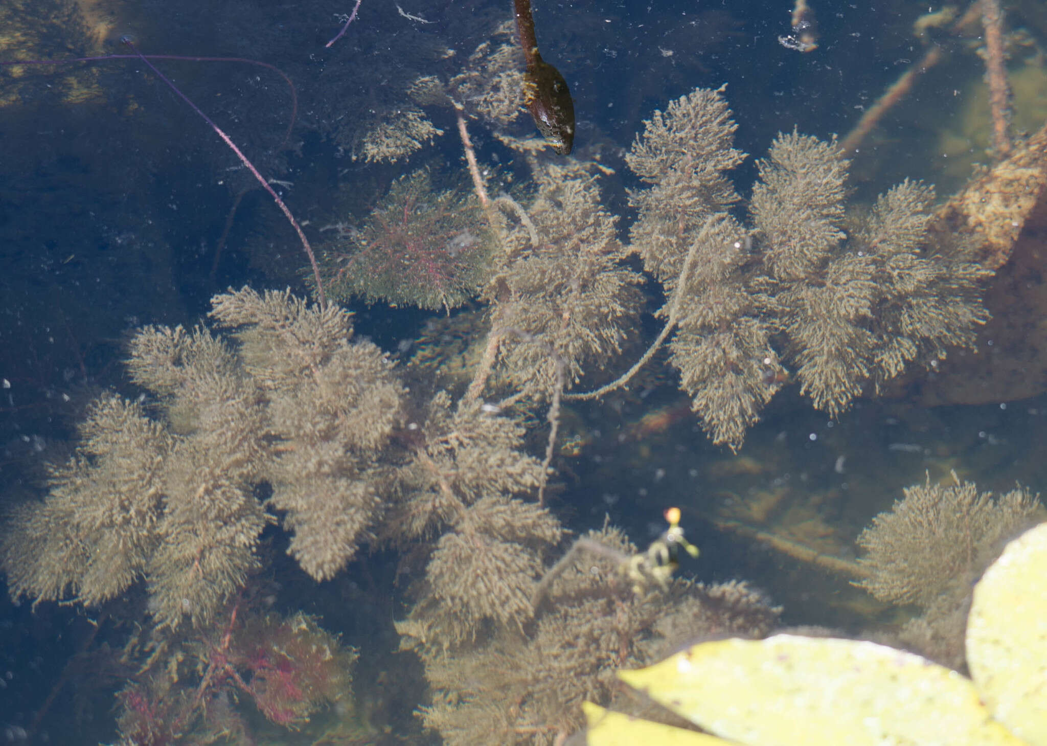 Utricularia foliosa L. resmi