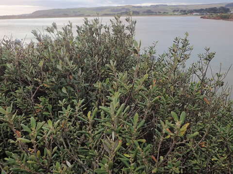 Image of Corokia macrocarpa T. Kirk