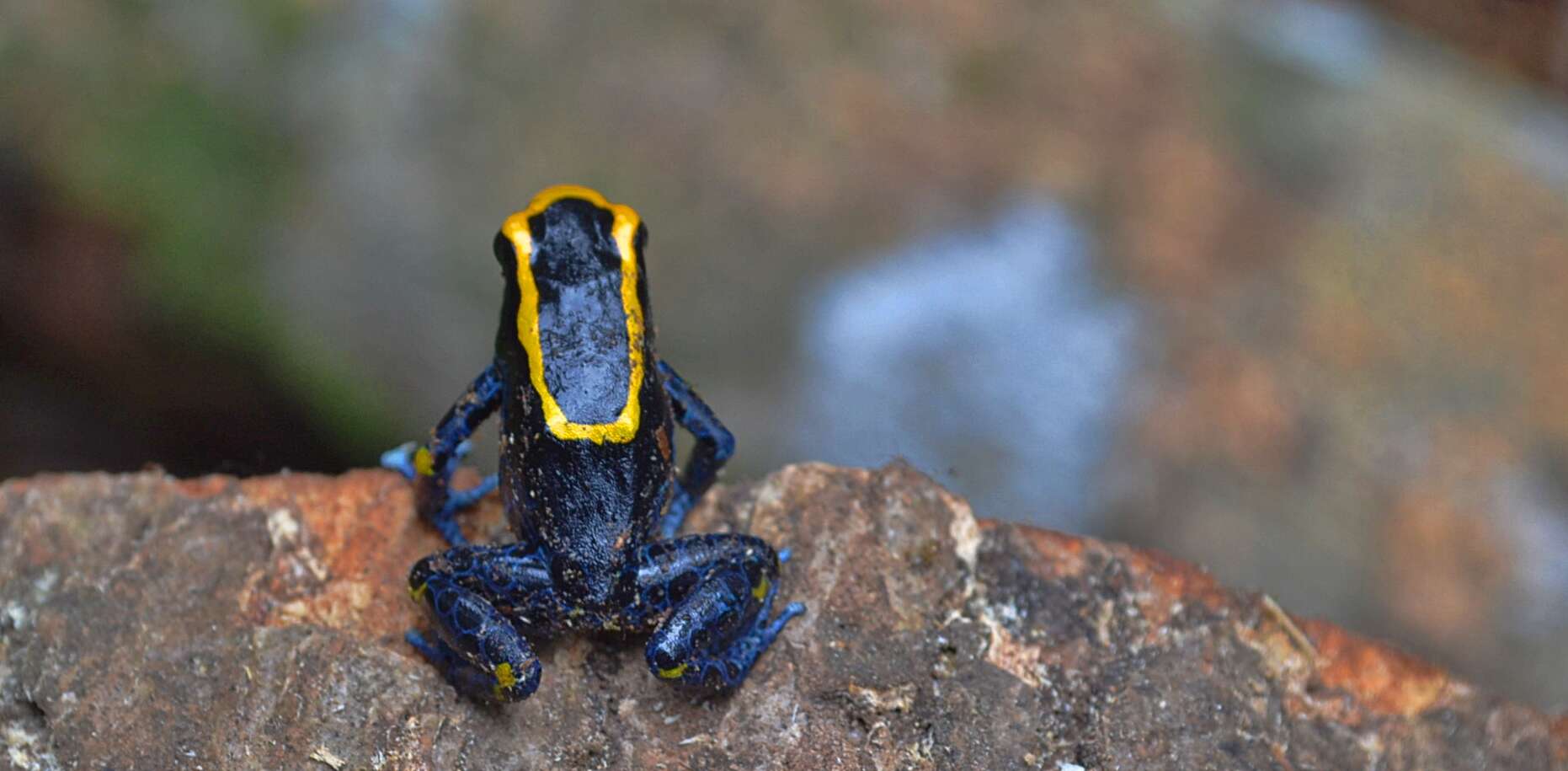 Image of Dyeing Poison Frog