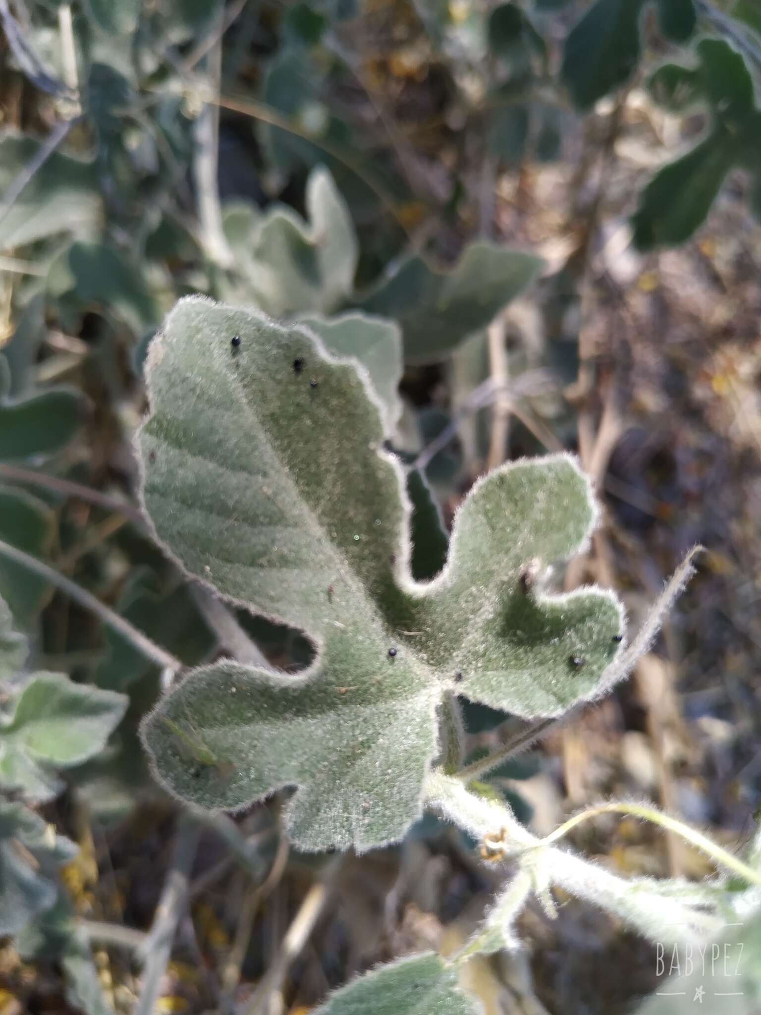 Image of Passiflora pentaschista