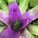 Image of Neoregelia concentrica (Vell.) L. B. Sm.