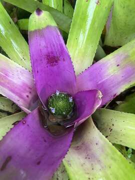 Image of Neoregelia concentrica (Vell.) L. B. Sm.