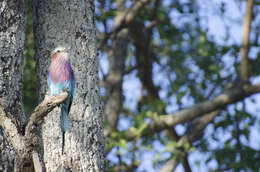 Image of Lilac-breasted Roller