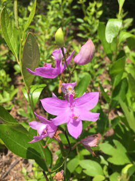 Image of tuberous grasspink