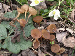 Image of Dumontinia tuberosa (Bull.) L. M. Kohn 1979