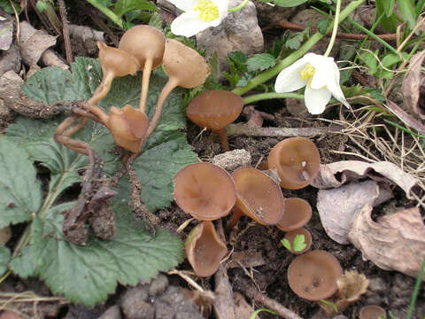 Plancia ëd Dumontinia tuberosa (Bull.) L. M. Kohn 1979