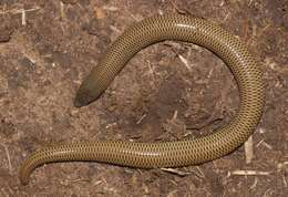 Image of Short-headed Legless Skink