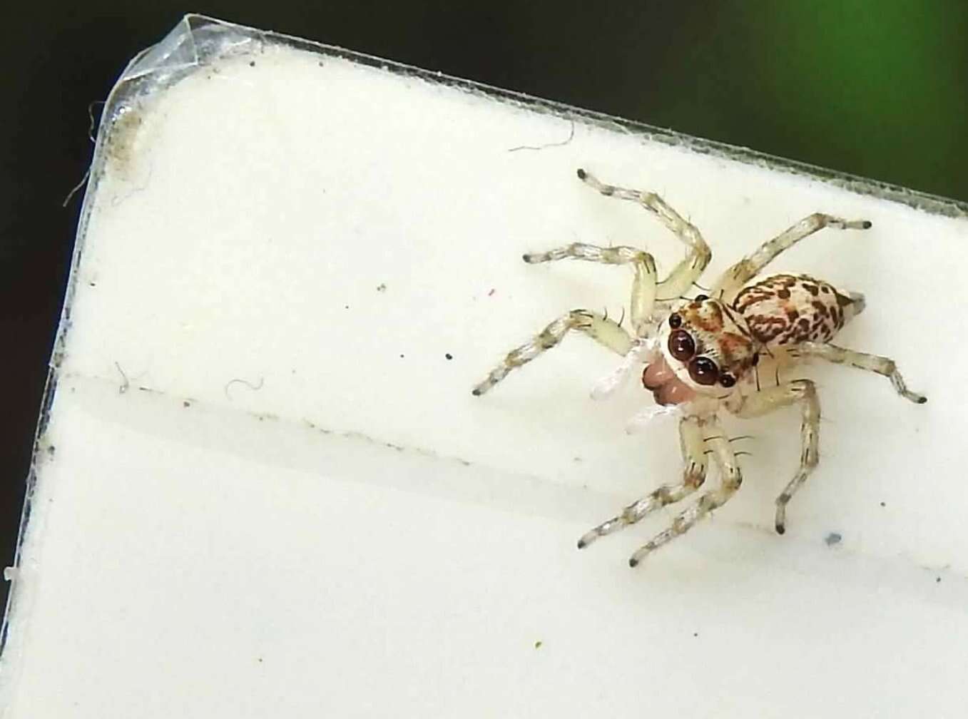 Image of Jumping spider