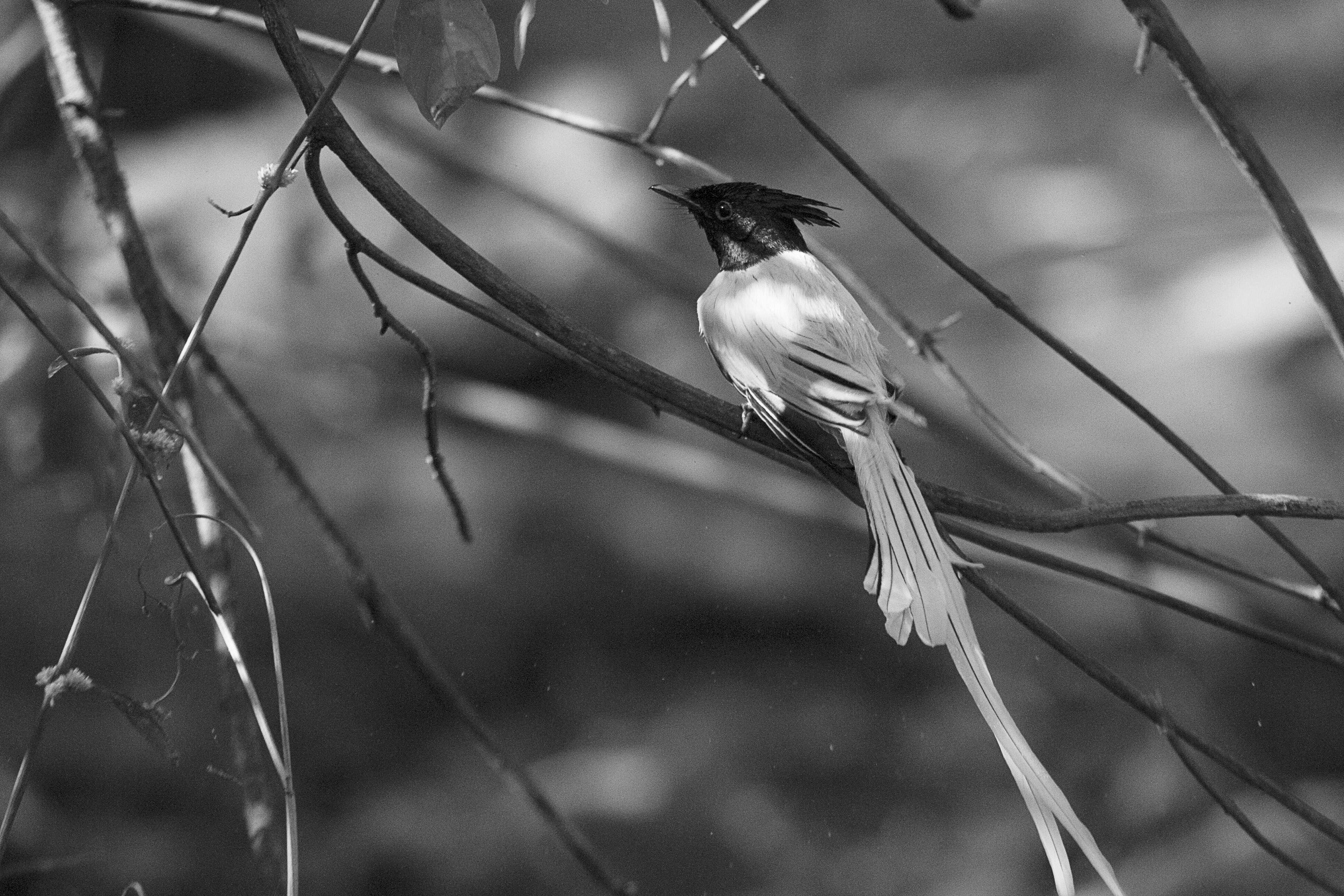 Image of Asian Paradise-Flycatcher