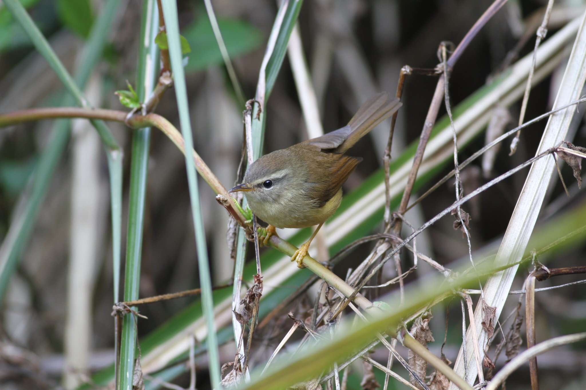 Image of Yellow-bellied Bush Warbler