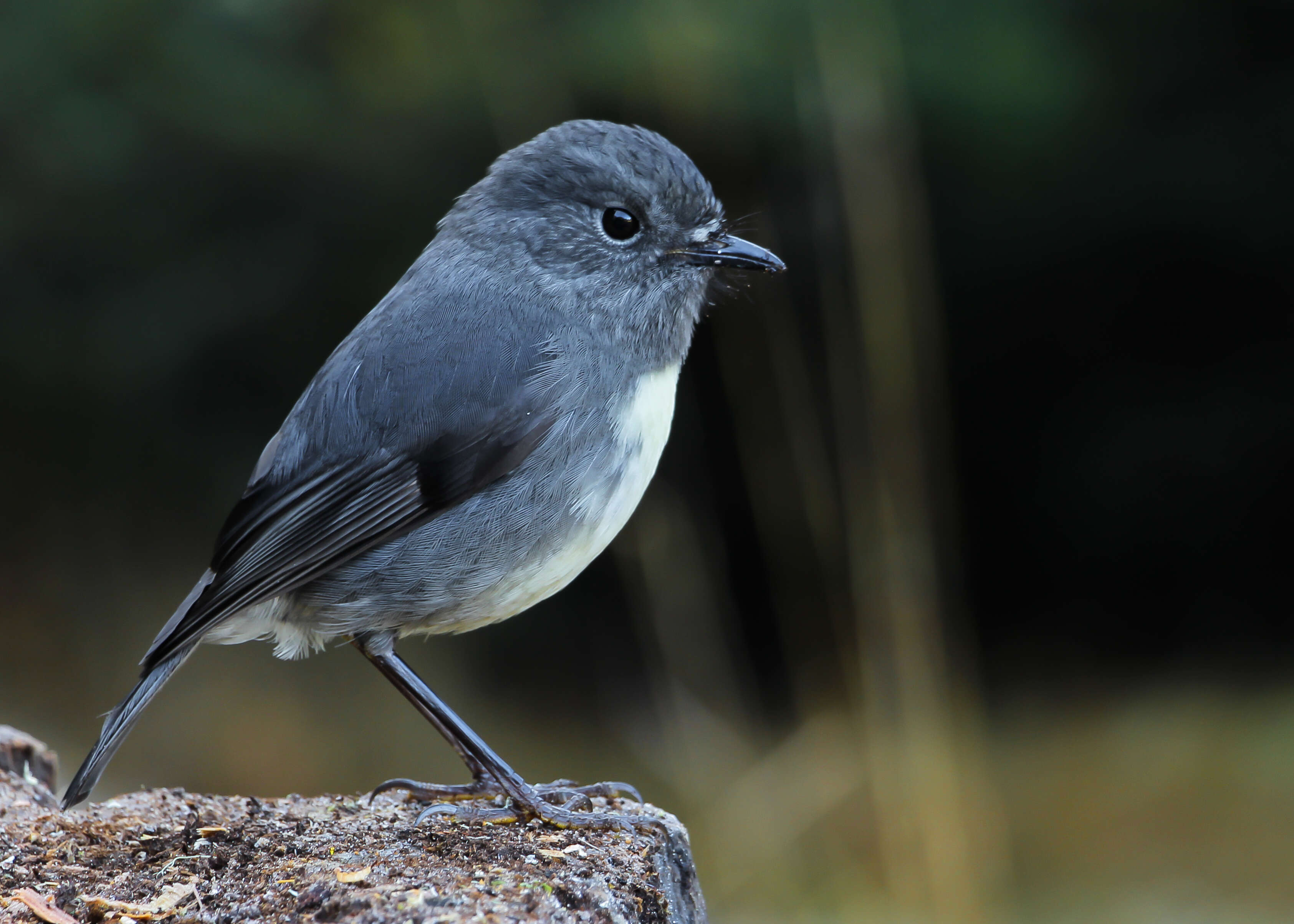 Image of New Zealand Robin