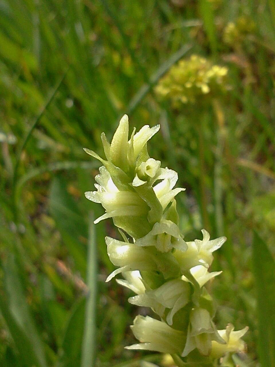 Spiranthes stellata P. M. Br., Dueck & K. M. Cameron resmi