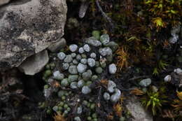 Image of bruised lichen