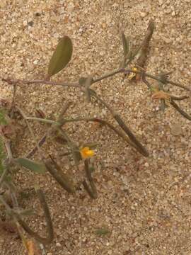 Image of Coronilla repanda (Poir.) Guss.