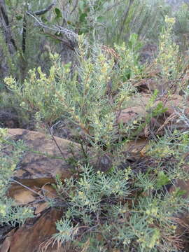 Image of Clutia polifolia Jacq.