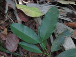 Image de Garcinia intermedia (Pittier) B. Hammel