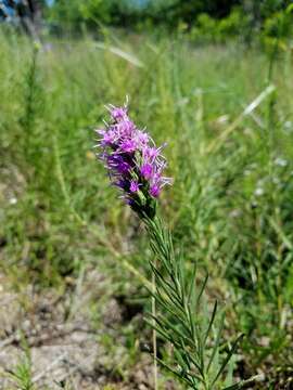 Image of blazing star